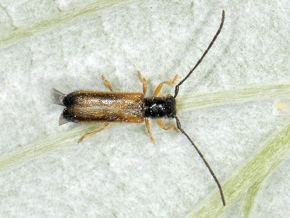 Tetrops praeustus praeustus - (Cerambycidae)